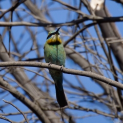 Merops ornatus at Stromlo, ACT - 26 Feb 2023