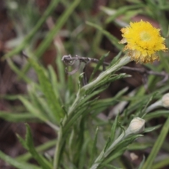 Coronidium gunnianum (Gunn's Everlasting) at Gundaroo, NSW - 11 Mar 2023 by MaartjeSevenster