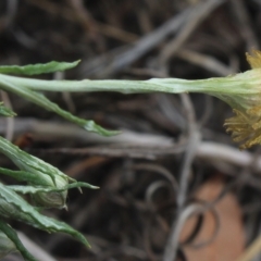 Coronidium gunnianum at Gundaroo, NSW - 11 Mar 2023 11:14 AM