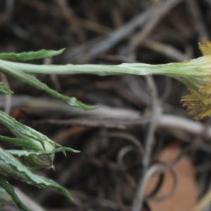 Coronidium gunnianum at Gundaroo, NSW - 11 Mar 2023 11:14 AM