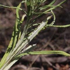 Coronidium gunnianum at Gundaroo, NSW - 11 Mar 2023 11:14 AM