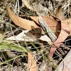 Geitoneura klugii (Marbled Xenica) at Namadgi National Park - 10 Mar 2023 by KMcCue