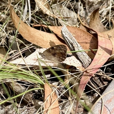 Geitoneura klugii (Marbled Xenica) at Rendezvous Creek, ACT - 11 Mar 2023 by KMcCue