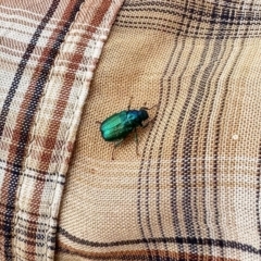 Diphucephala sp. (genus) (Green Scarab Beetle) at Namadgi National Park - 11 Mar 2023 by KMcCue