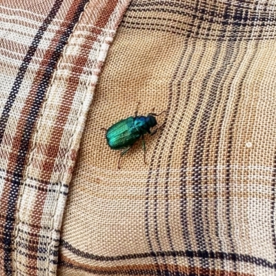 Diphucephala sp. (genus) (Green Scarab Beetle) at Namadgi National Park - 11 Mar 2023 by KMcCue