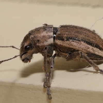 Naupactus leucoloma (White-fringed weevil) at Wellington Point, QLD - 7 Feb 2023 by TimL