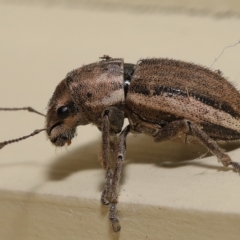 Unidentified Weevil (Curculionoidea) at Wellington Point, QLD - 7 Feb 2023 by TimL