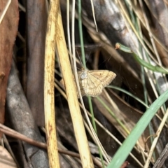 Scopula rubraria (Reddish Wave, Plantain Moth) at Namadgi National Park - 11 Mar 2023 by KMcCue