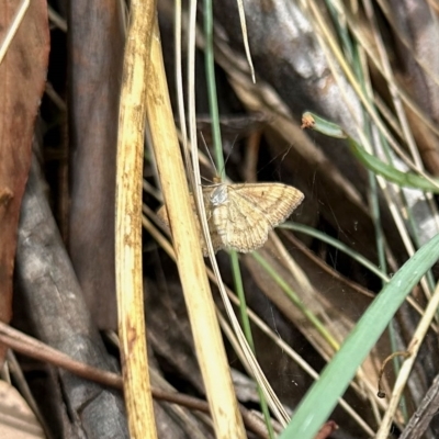 Scopula rubraria (Reddish Wave, Plantain Moth) at Rendezvous Creek, ACT - 11 Mar 2023 by KMcCue