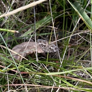 Larentiinae (subfamily) at Namadgi National Park - 11 Mar 2023 11:49 AM