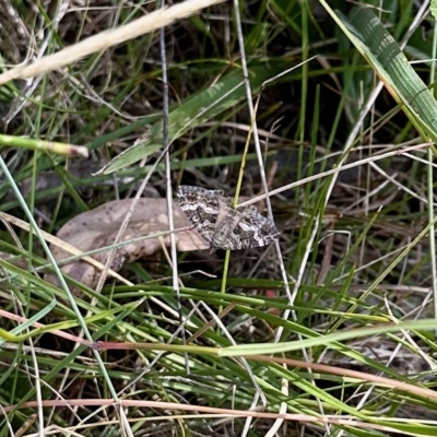 Larentiinae (subfamily) (A geometer moth) at Booth, ACT - 11 Mar 2023 by KMcCue