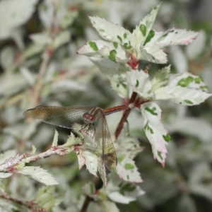 Diplacodes haematodes at Wellington Point, QLD - 8 Mar 2023