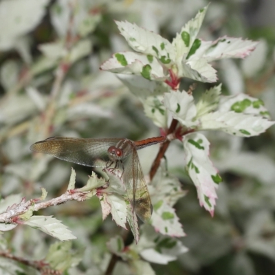 Unidentified Dragonfly & Damselfly (Odonata) at Wellington Point, QLD - 7 Mar 2023 by TimL