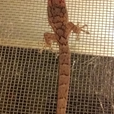 Christinus marmoratus (Southern Marbled Gecko) at Hackett, ACT - 10 Mar 2023 by UserYYUcWrIf