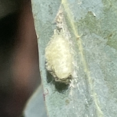 Psyllidae sp. (family) at Mount Ainslie to Black Mountain - 11 Mar 2023 by Hejor1