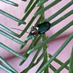 Adoxia benallae (Leaf beetle) at Mount Ainslie to Black Mountain - 11 Mar 2023 by Hejor1