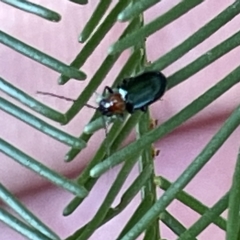Adoxia benallae (Leaf beetle) at Mount Pleasant - 11 Mar 2023 by Hejor1