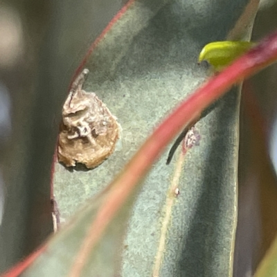 Psyllidae sp. (family) (Unidentified psyllid or lerp insect) at Campbell, ACT - 11 Mar 2023 by Hejor1