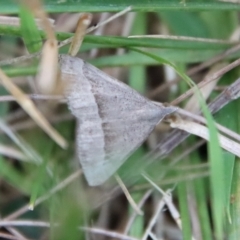 Epidesmia tryxaria at Moruya, NSW - 11 Mar 2023 by LisaH