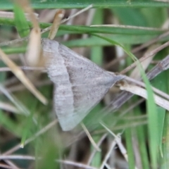 Unidentified Geometer moth (Geometridae) at Moruya, NSW - 11 Mar 2023 by LisaH