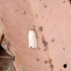 Unidentified Tortricid moth (Tortricidae) at Moruya, NSW - 11 Mar 2023 by LisaH