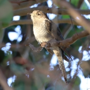 Cacomantis flabelliformis at Jerrabomberra, ACT - 11 Mar 2023