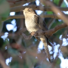 Cacomantis flabelliformis (Fan-tailed Cuckoo) at Jerrabomberra, ACT - 11 Mar 2023 by RodDeb