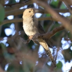 Cacomantis flabelliformis at Jerrabomberra, ACT - 11 Mar 2023