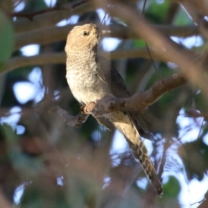 Cacomantis flabelliformis at Jerrabomberra, ACT - 11 Mar 2023