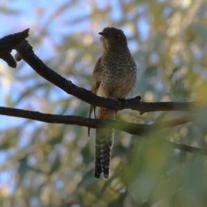 Cacomantis flabelliformis at Jerrabomberra, ACT - 11 Mar 2023