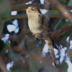 Cacomantis flabelliformis at Jerrabomberra, ACT - 11 Mar 2023