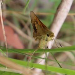 Unidentified Skipper (Hesperiidae) by LisaH