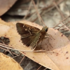 Unidentified Skipper (Hesperiidae) at Moruya, NSW - 11 Mar 2023 by LisaH