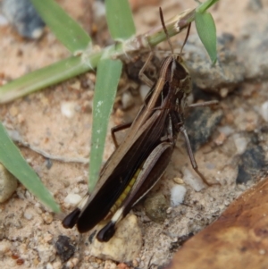 Caledia captiva at Broulee, NSW - suppressed