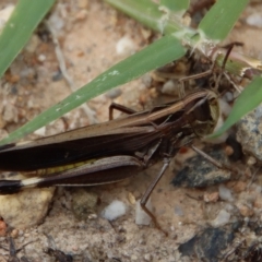 Caledia captiva at Broulee, NSW - suppressed