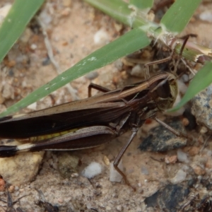 Caledia captiva at Broulee, NSW - suppressed