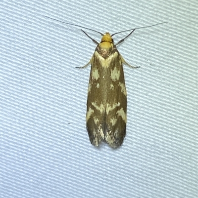 Palimmeces habrophanes (A Concealer moth) at QPRC LGA - 11 Mar 2023 by Steve_Bok