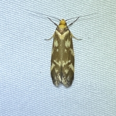 Palimmeces habrophanes (A Concealer moth) at Jerrabomberra, NSW - 11 Mar 2023 by Steve_Bok
