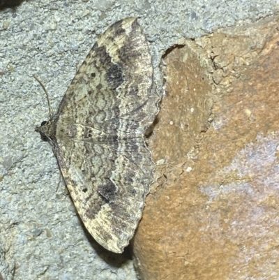 Unidentified Geometer moth (Geometridae) at Jerrabomberra, NSW - 11 Mar 2023 by Steve_Bok