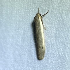 Scoliacma nana (Diminutive Footman) at Jerrabomberra, NSW - 11 Mar 2023 by Steve_Bok