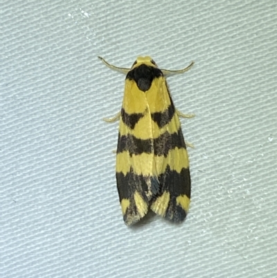 Thallarcha partita (Dark-banded Footman) at QPRC LGA - 11 Mar 2023 by Steve_Bok