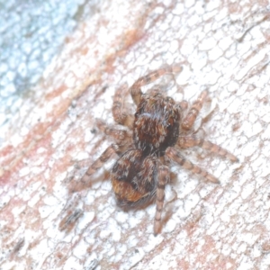 Euophryinae sp.(Undescribed) (subfamily) at Nimmo, NSW - 7 Mar 2023