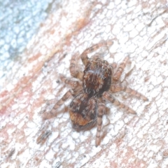Euophryinae sp.(Undescribed) (subfamily) (A jumping spider) at Nimmo, NSW - 7 Mar 2023 by Harrisi