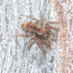 Euophryinae sp.(Undescribed) (subfamily) at Nimmo, NSW - 7 Mar 2023 12:47 PM