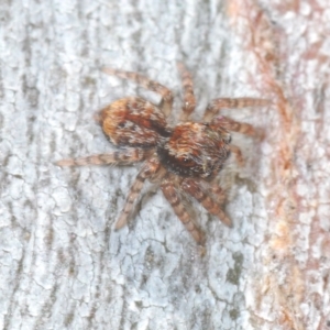 Euophryinae sp.(Undescribed) (subfamily) at Nimmo, NSW - 7 Mar 2023