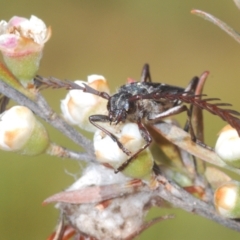 Distichocera fuliginosa (Longhorn or Longicorn beetle) at Nimmo, NSW - 7 Mar 2023 by Harrisi