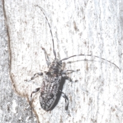 Disterna canosa (A longhorn beetle) at Nimmo, NSW - 7 Mar 2023 by Harrisi