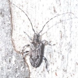 Disterna canosa at Nimmo, NSW - 7 Mar 2023 01:50 PM