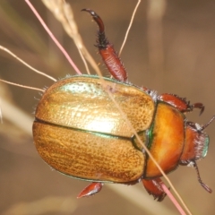 Anoplognathus hirsutus (Hirsute Christmas beetle) at Nimmo, NSW - 7 Mar 2023 by Harrisi