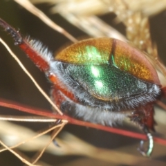 Anoplognathus hirsutus at Nimmo, NSW - 7 Mar 2023